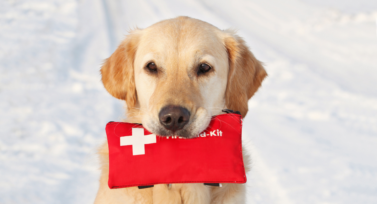 5 Reasons why you need dog first aid kit | Safety kit essentials